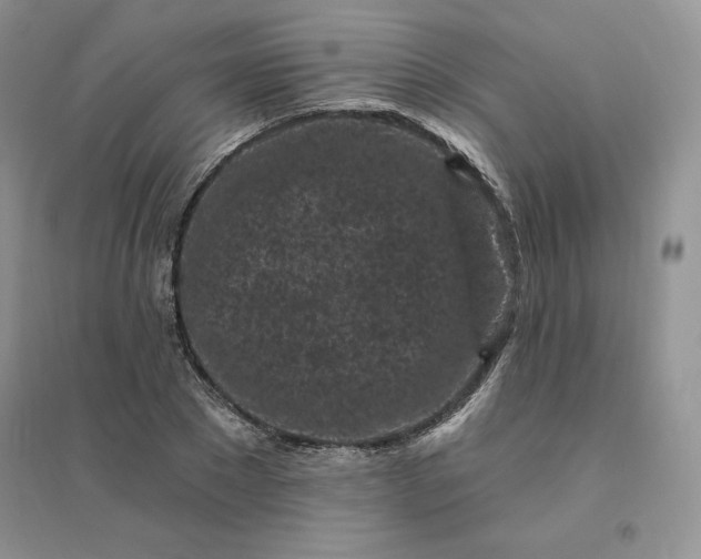 X0000096410881200802071652