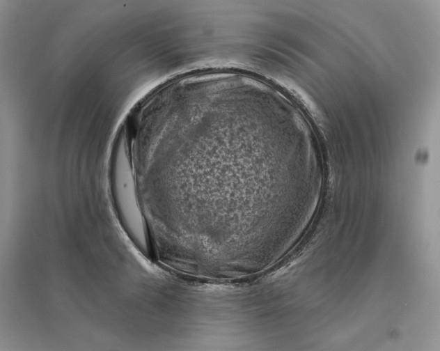 X0000096410894200802071652