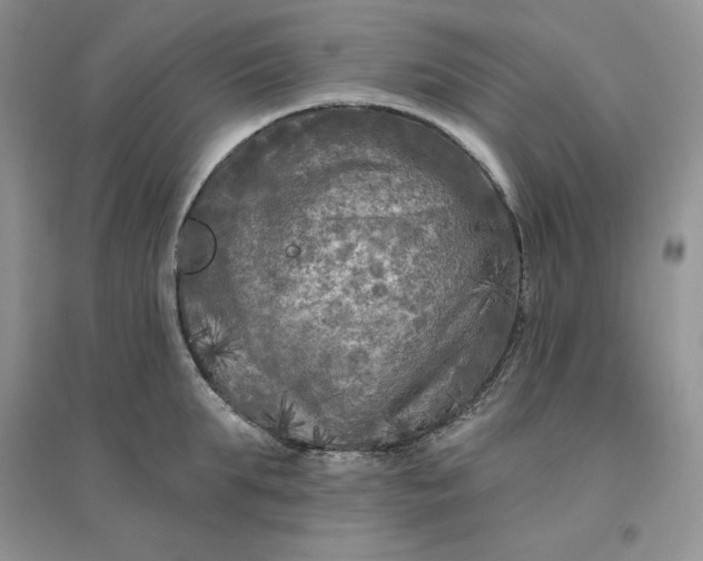 X0000096410903200802071652