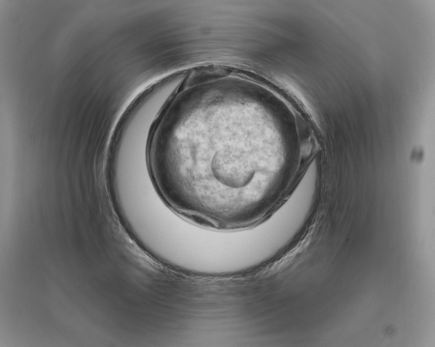 X0000096410924200802071651