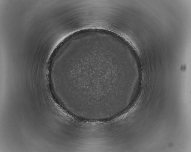 X0000096410926200802071651