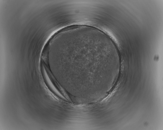 X0000096410932200802071651