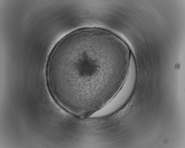 X0000096410943200802071652