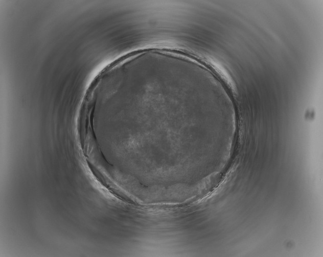 X0000096410944200802071652