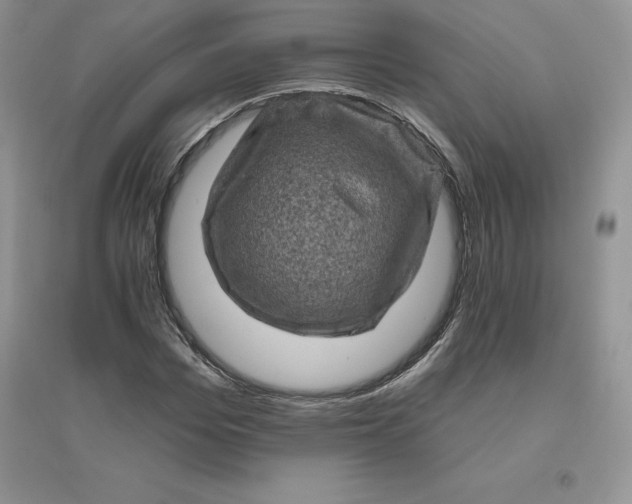 X0000096410969200802071651