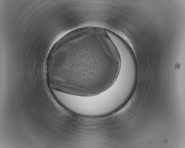 X0000096410981200802071651