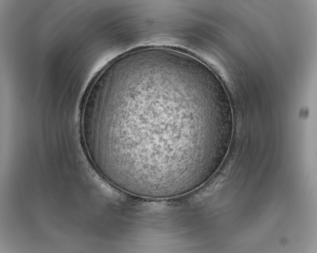 X0000096410990200802071651