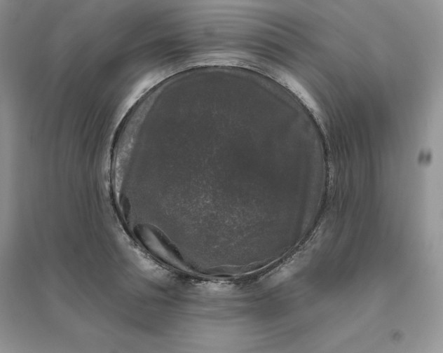 X0000096410994200802071651