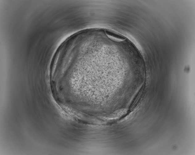 X0000096410996200802071651