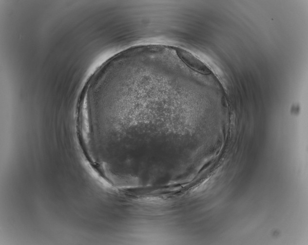 X0000096410998200802071651