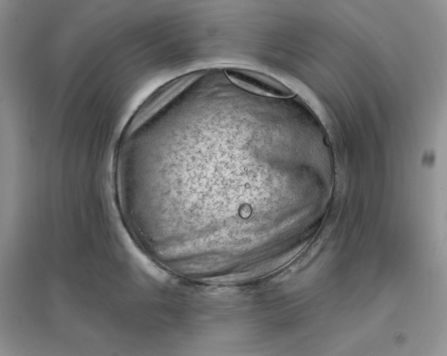 X0000096411006200802071650