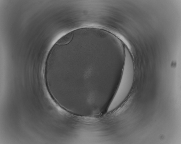 X0000096411007200802071650