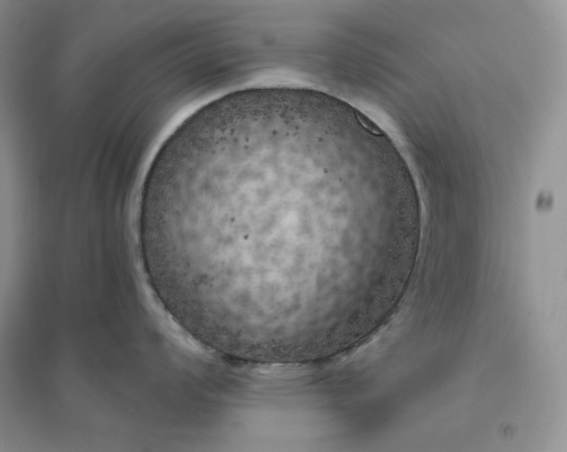 X0000096411008200802071650