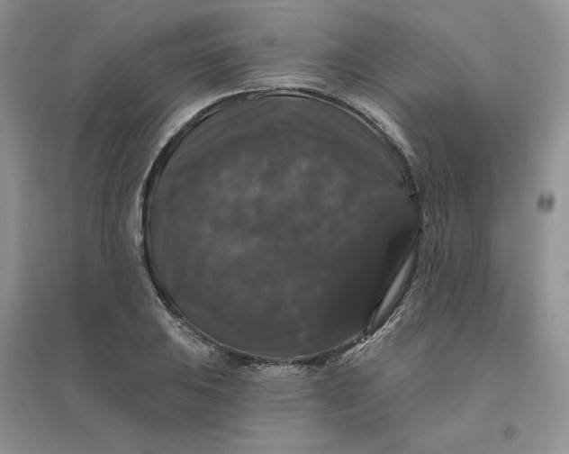 X0000096411031200802071650
