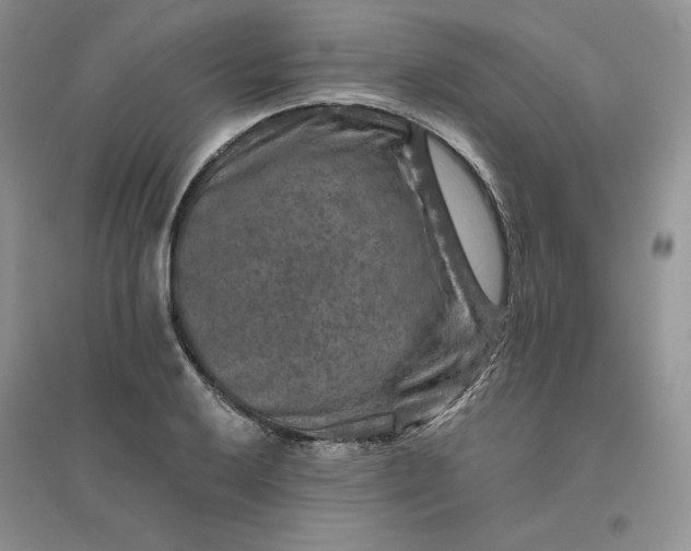 X0000096411032200802071650
