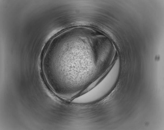 X0000096411034200802071650