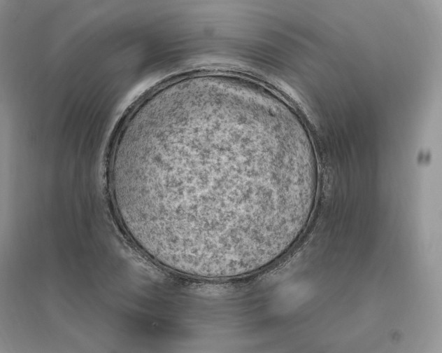 X0000096411074200802071650