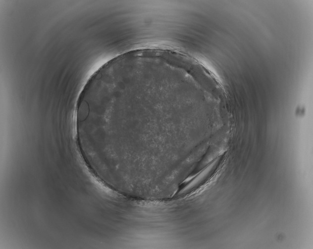 X0000096411079200802071649