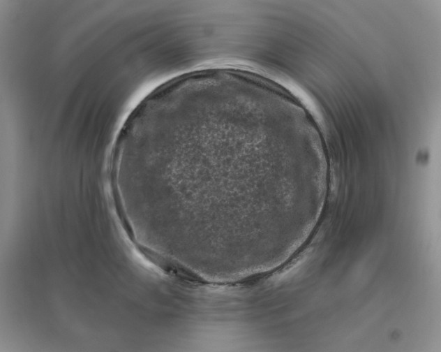X0000096411102200802071649
