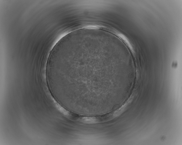 X0000096411194200802071648