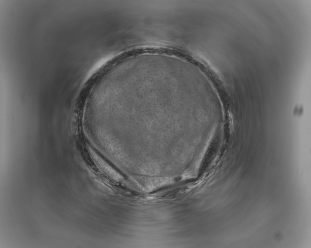 X0000096411208200802071647