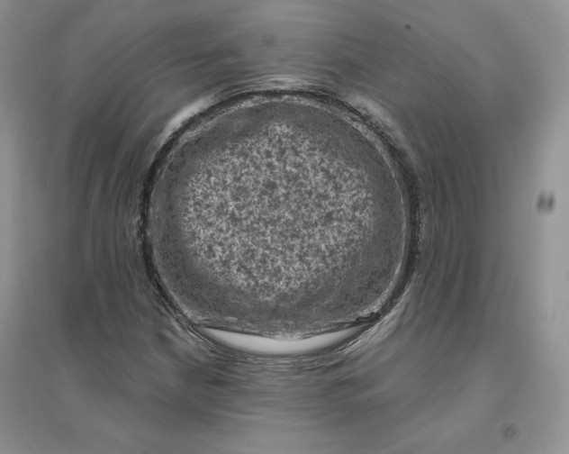 X0000096411210200802071647