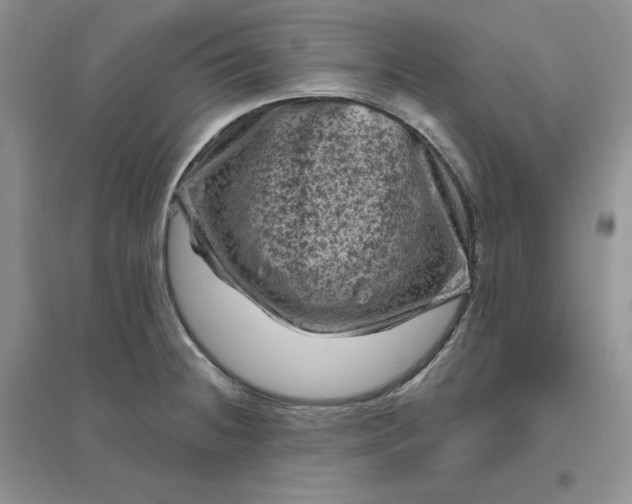 X0000096411236200802071648