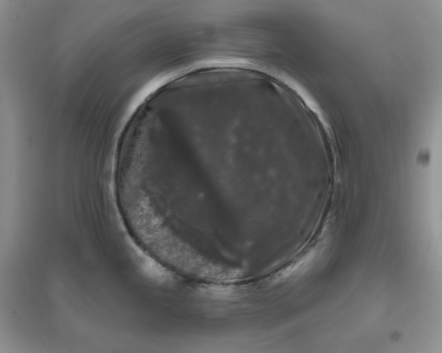 X0000096411245200802071648