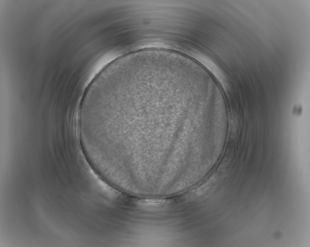 X0000096411290200802071647