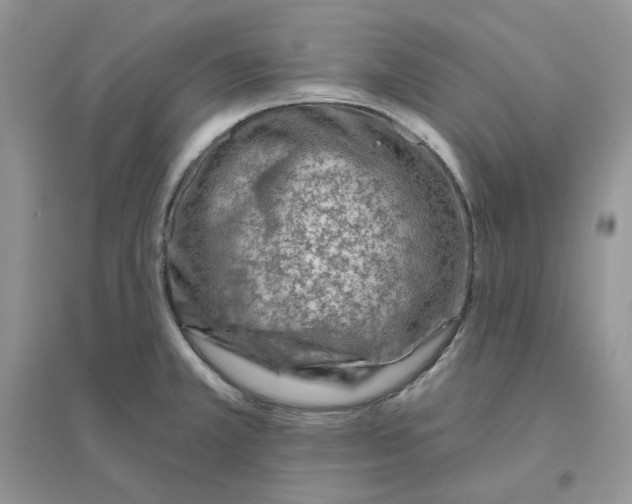 X0000096411381200802071645