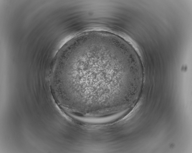 X0000096411385200802071645