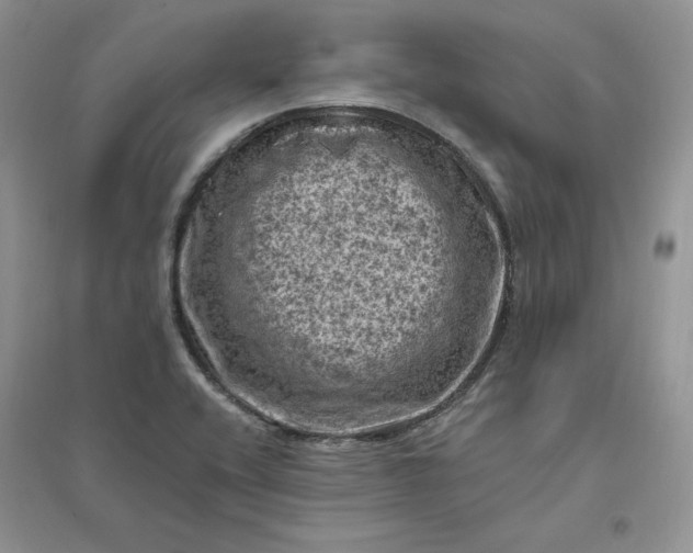 X0000096411416200802071645