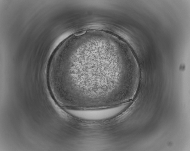 X0000096411426200802071645