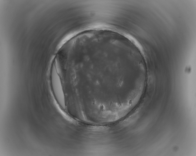 X0000096411429200802071645