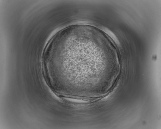 X0000096411436200802071645