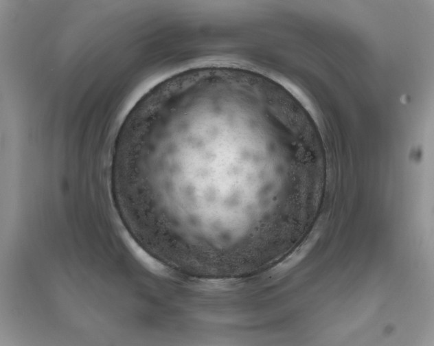 X0000096411438200802071645