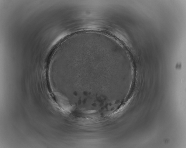 X0000096411450200802071644