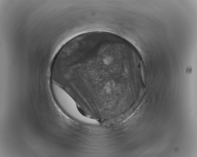 X0000096411508200802071643