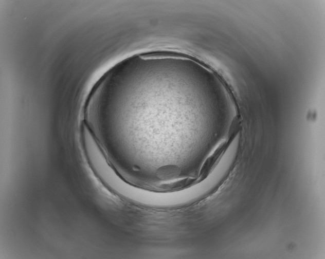 X0000096411520200802071644