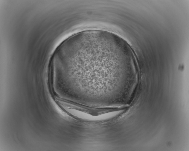 X0000096411523200802071644