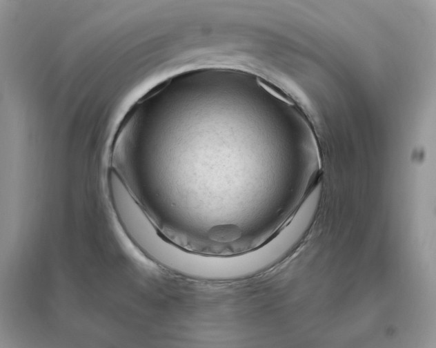 X0000096411528200802071644