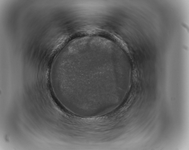 X0000096410018200802141551