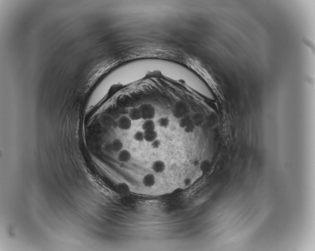 X0000096410058200802141550