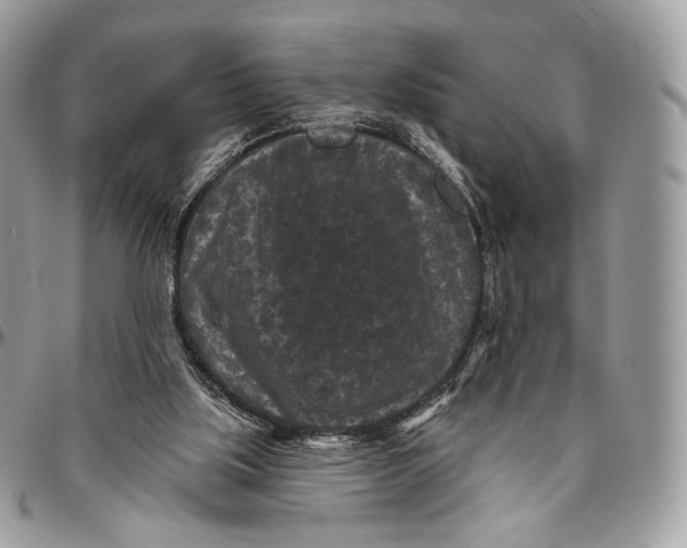 X0000096410059200802141550