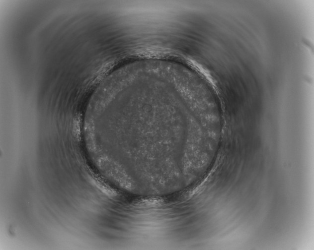 X0000096410065200802141550