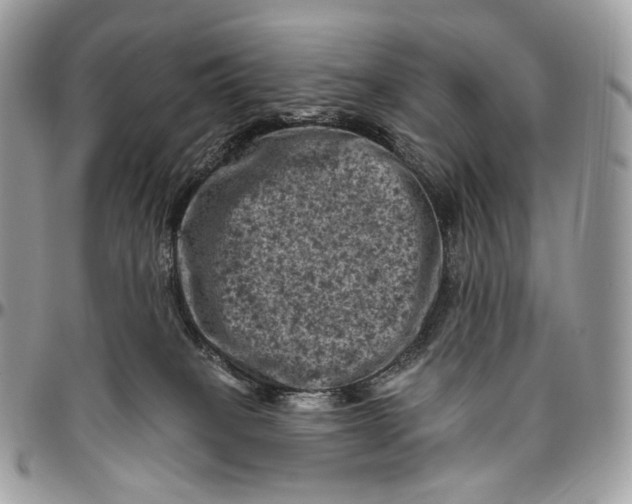 X0000096410085200802141550