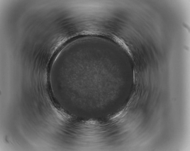 X0000096410204200802141548