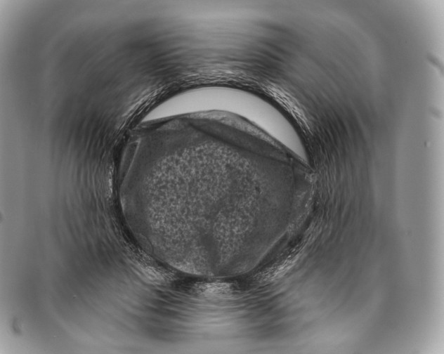 X0000096410501200802141544