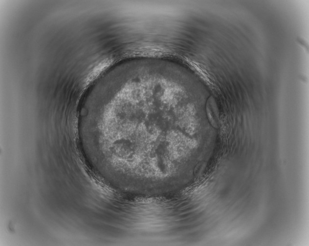 X0000096410679200802141541