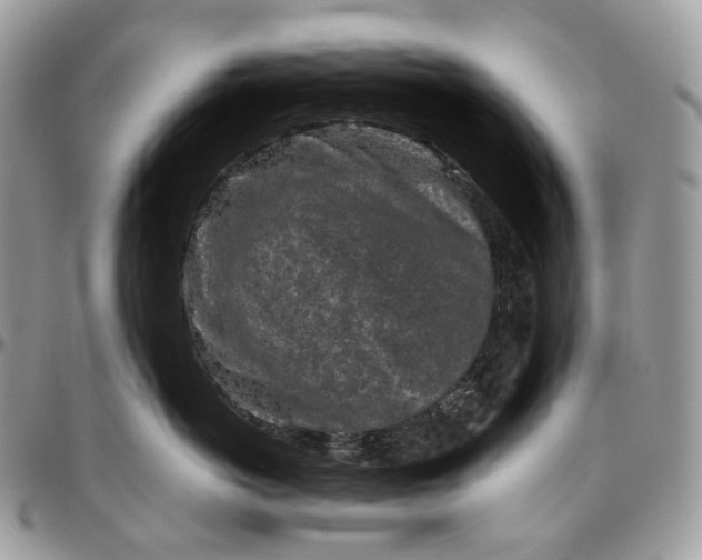 X0000096410766200802141541